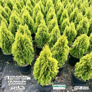 September 2025 2g Highlights Arborvitae Group Website